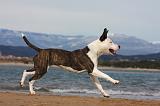 AMSTAFF ADULT 270